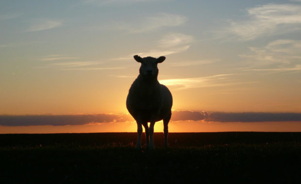 silhouette of a sheep standing in front of the setting sun in the sky