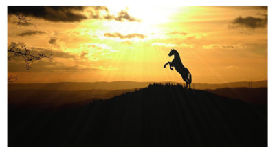 horse standing on back legs silhouette at sunset